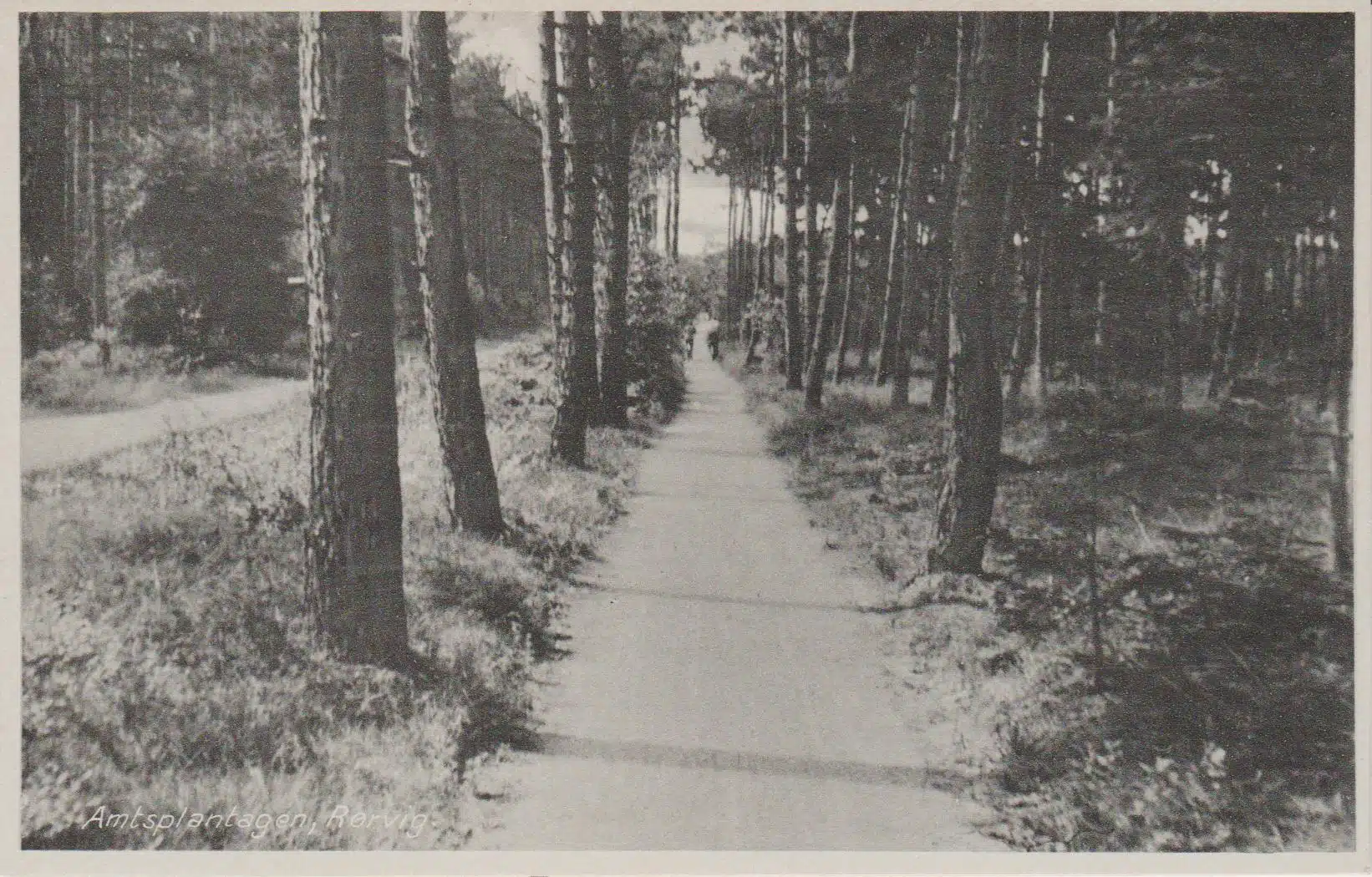 Amtsplantagen, Rørvig.